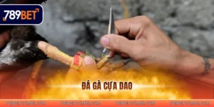 Đá gà cựa dao