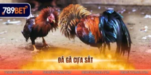 Đá gà cựa sắt