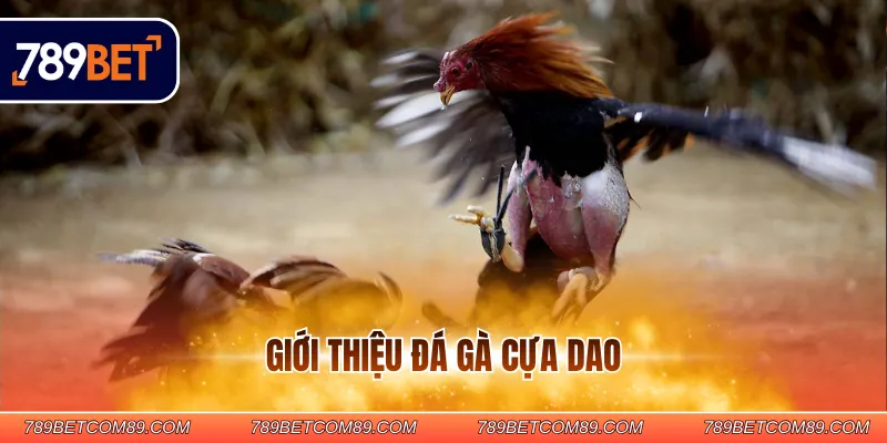 Giới thiệu đá gà cựa dao