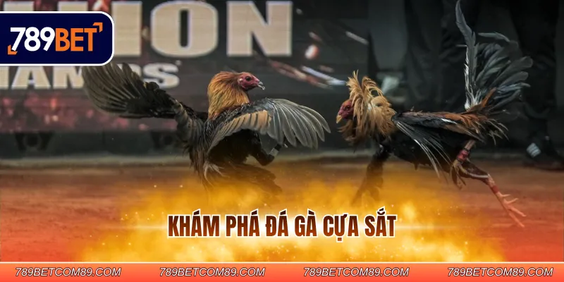 Khám phá đá gà cựa sắt