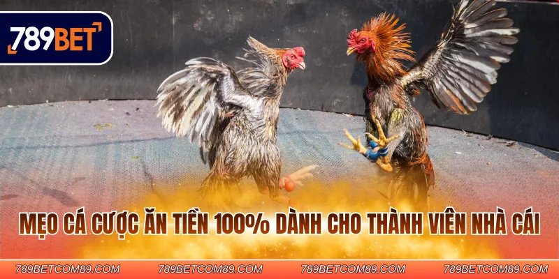 Mẹo cá cược ăn tiền 100% dành cho thành viên nhà cái